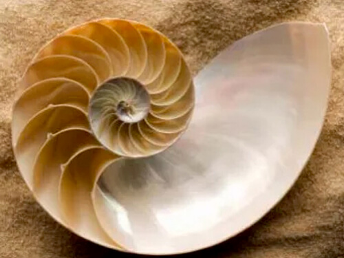 Seashell