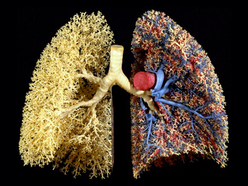 Human Lungs