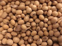 list of 50 pulses in india