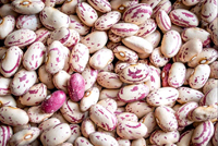 list of 50 pulses in india