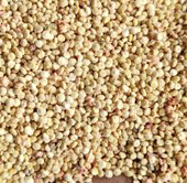 list of 50 pulses in india