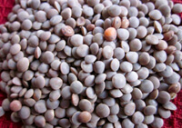 list of 50 pulses in india