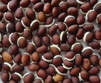 list of 50 pulses in india