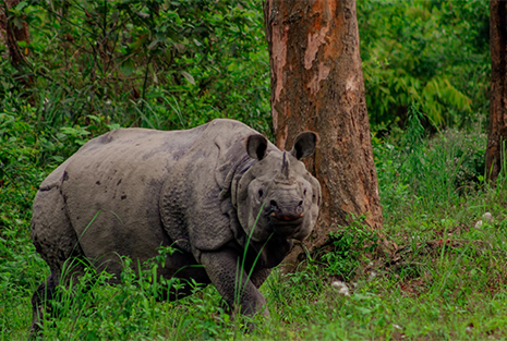 Kaziranga National Park,